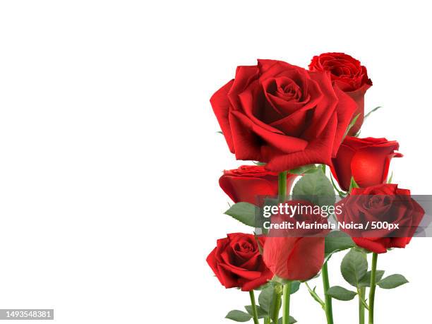 red rose isolated on white background - red roses stock pictures, royalty-free photos & images