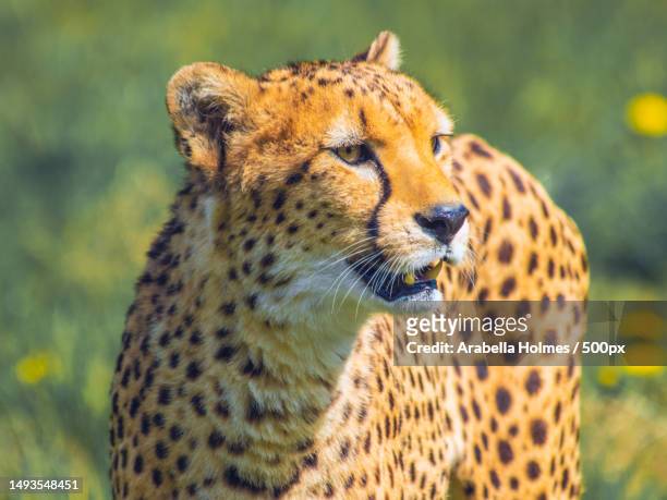 close-up of african cheetah looking away - afrikaans jachtluipaard stockfoto's en -beelden