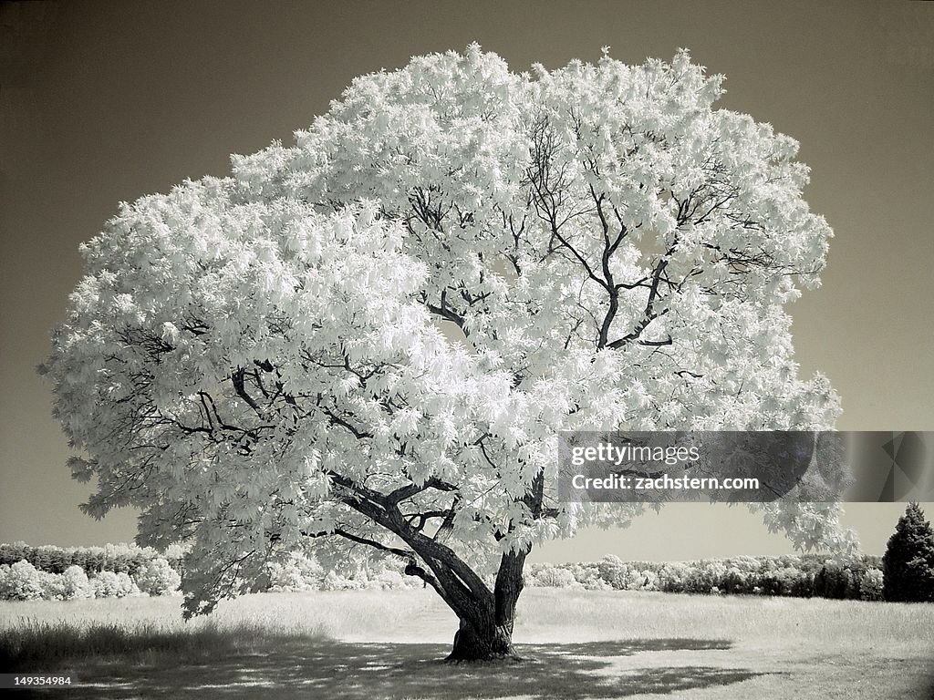 Tree at Battery Heights