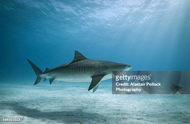 tiger shark in water - tiger shark fotografías e imágenes de stock