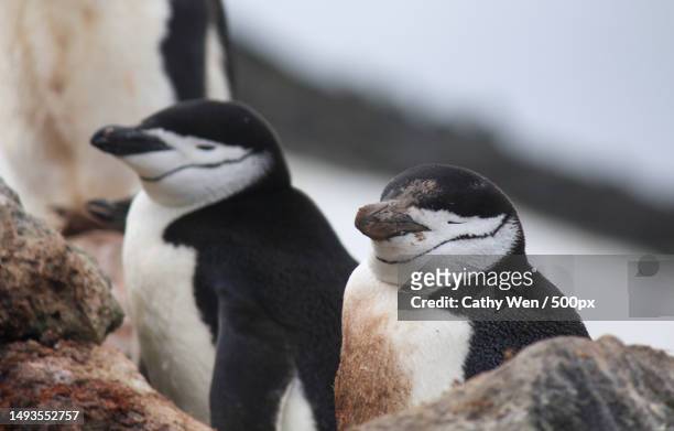 close-up of penguins on rock,antarctica - chinstrap penguin photos et images de collection