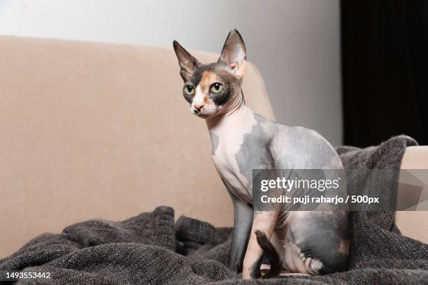 30 rare cat breeds around the world - factsnet - sphynx hairless cat imagens e fotografias de stock