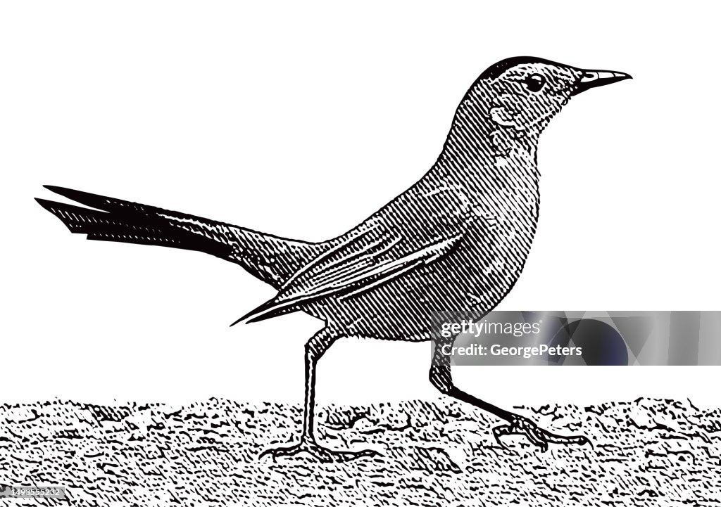 Gray Catbird