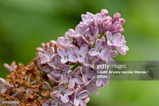 close-up of purple flowering plant,united kingdom,uk - purple lilac stock pictures, royalty-free photos & images