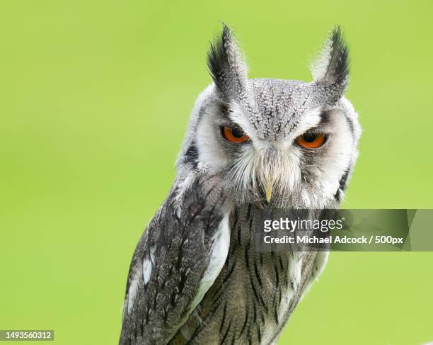 close-up portrait of eagle owl against green background,lancashire,united kingdom,uk - gufo reale europeo foto e immagini stock