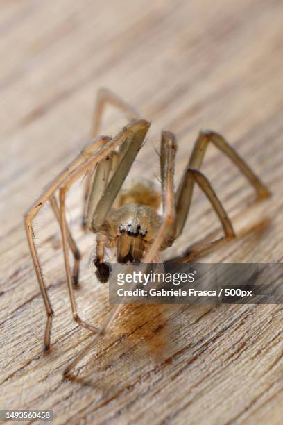 close-up of spider on wood - brown recluse spider ストックフォトと画像