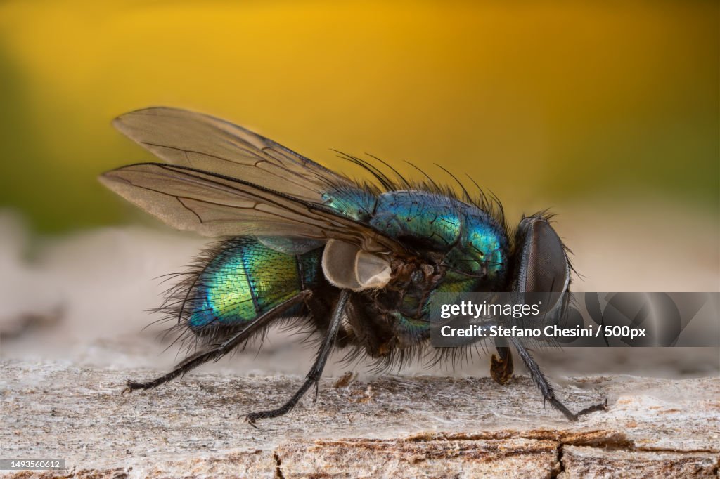 Close-up of fly on retaining wall,Tennessee,Italy