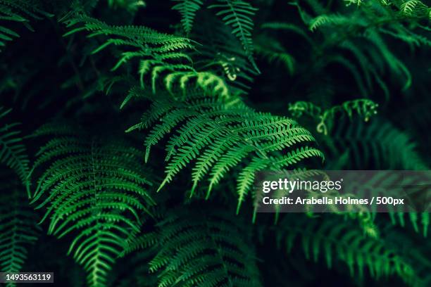 close-up of fern leaves,united kingdom,uk - discovery green stock pictures, royalty-free photos & images