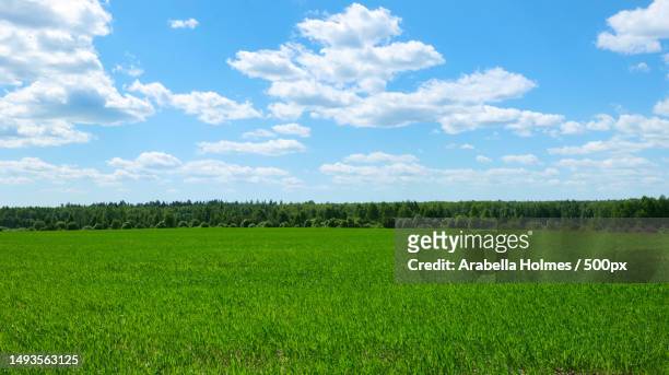 scenic view of agricultural field against sky,united kingdom,uk - arabella field foto e immagini stock