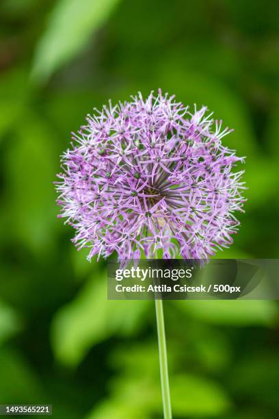 close-up of purple flowering plant on field - allium stockfoto's en -beelden