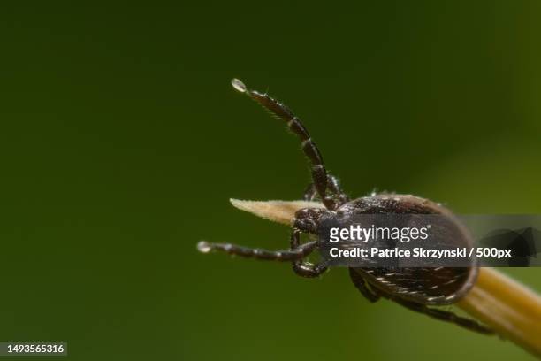 close-up of insect on plant,france - garrrapata de venado fotografías e imágenes de stock