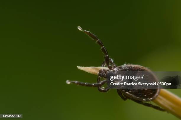 close-up of insect on plant,france - zecca bruna del cane foto e immagini stock