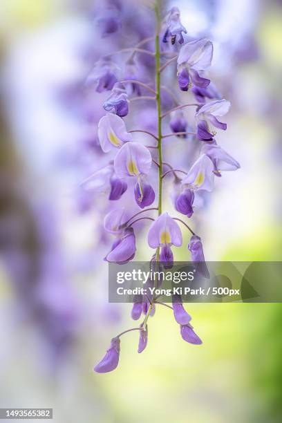 close-up of purple flowering plant,daejeon,south korea - daejeon stock pictures, royalty-free photos & images