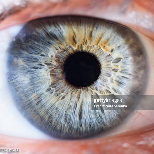 macro photo of human eye looking. close-up detail of blue eye. - human eye close up stock-fotos und bilder