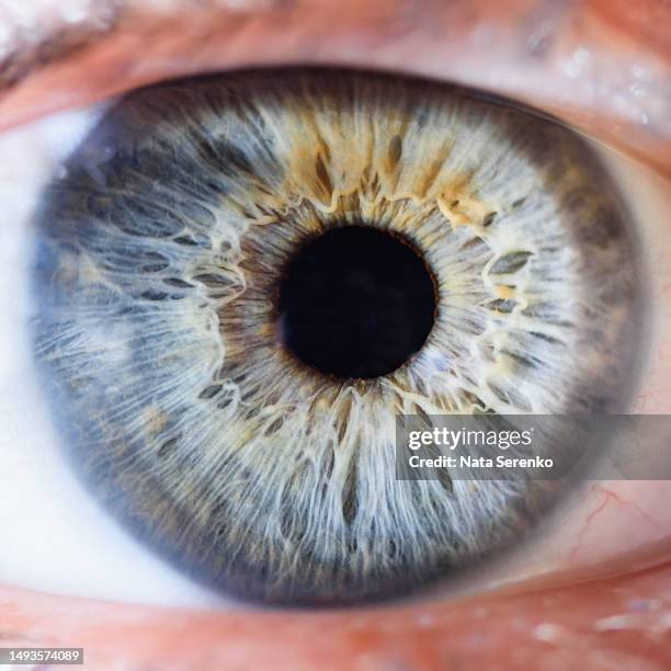 macro photo of human eye looking. close-up detail of blue eye. - iris - fotografias e filmes do acervo