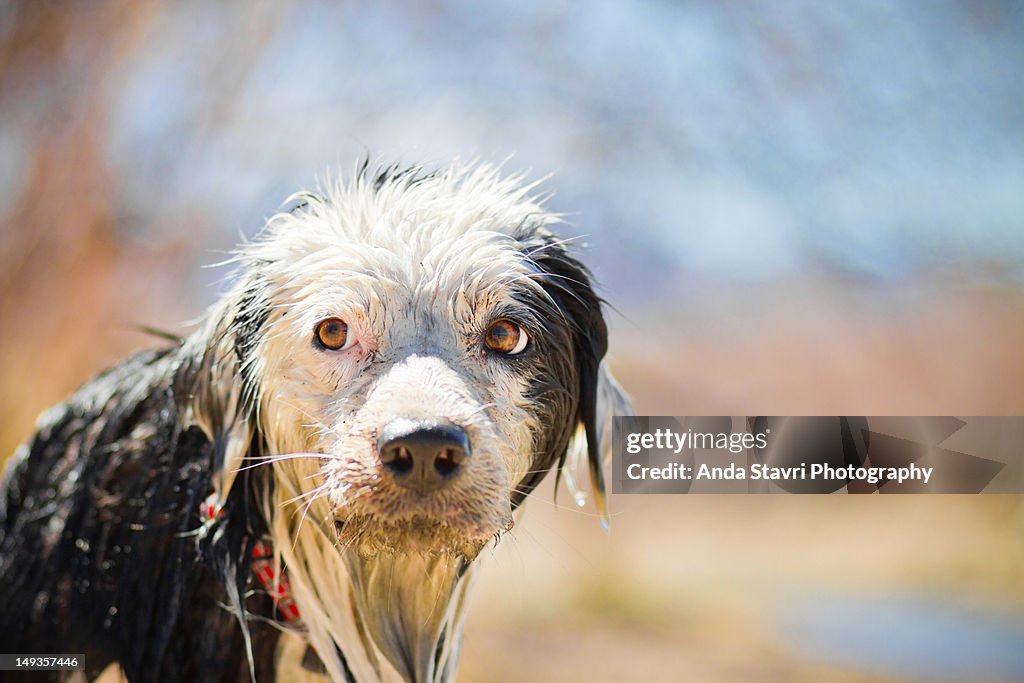 Wet border collie dog