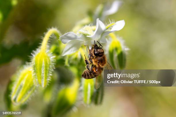 abeille mellifre butinant une fleur de bourrache blanche,france - fleur blanche stock pictures, royalty-free photos & images