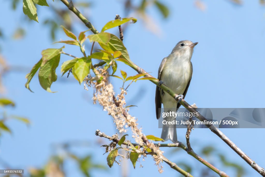 Low angle view of songwarbler perching on tree against sky