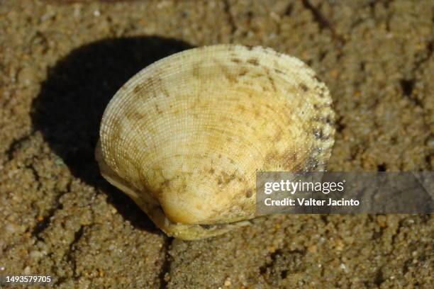 grooved carpet shell (ruditapes decussatus) - algarve underwater stock pictures, royalty-free photos & images