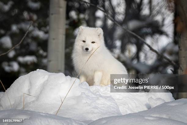 portrait of dog sitting on snow,whitehorse,yukon,canada - arctic fox stock pictures, royalty-free photos & images