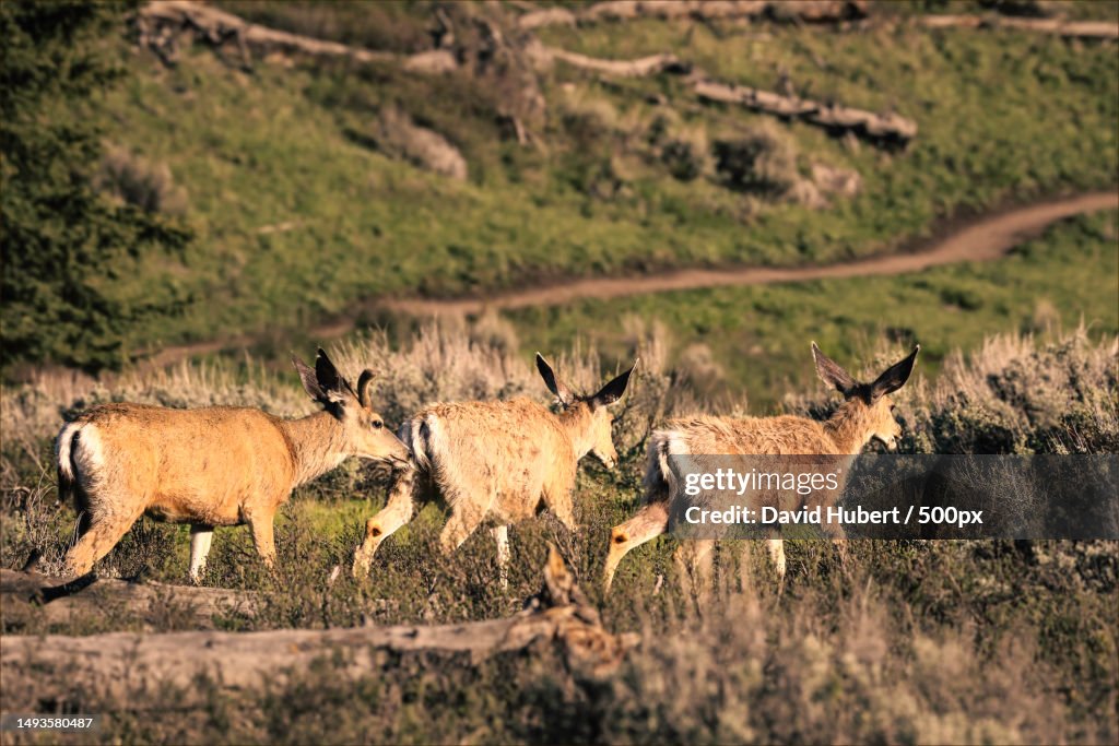 Side view of deer standing on field,Yellowstone National Park,Wyoming,United States,USA