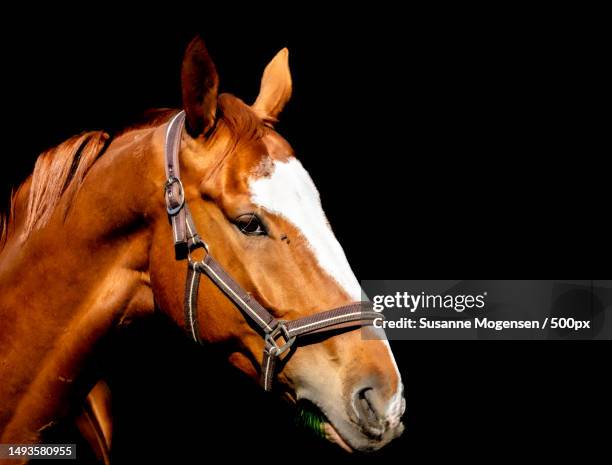 side view of horse against black background,hvissingehus,denmark - thoroughbred horse stock pictures, royalty-free photos & images