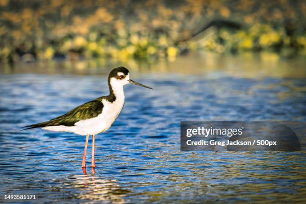 side view of bird perching in lake - säbelschnäbler stock-fotos und bilder