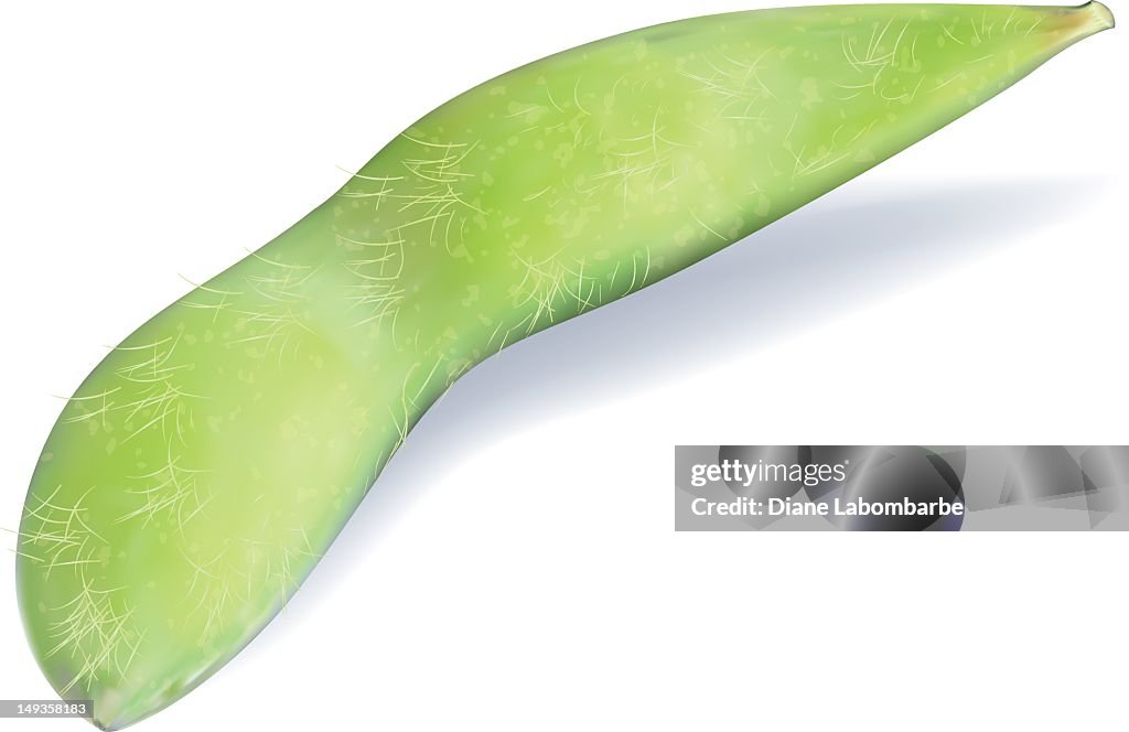 Realistic Soybean - Edamame