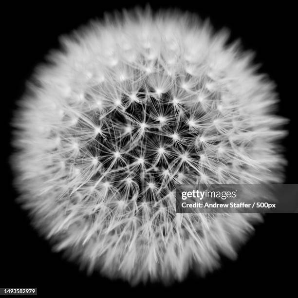 close-up of dandelion against black background,westbury,united kingdom,uk - dandelion seed stock pictures, royalty-free photos & images