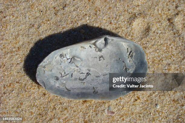 oblong otter-shell (lutraria angustior) - algarve underwater stock pictures, royalty-free photos & images