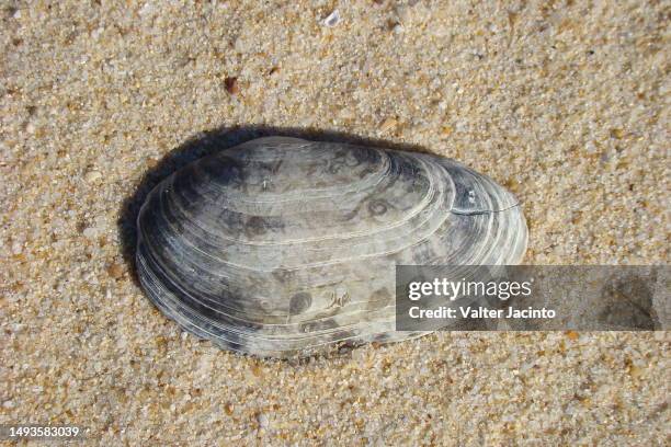 oblong otter-shell (lutraria angustior) - algarve underwater stock pictures, royalty-free photos & images