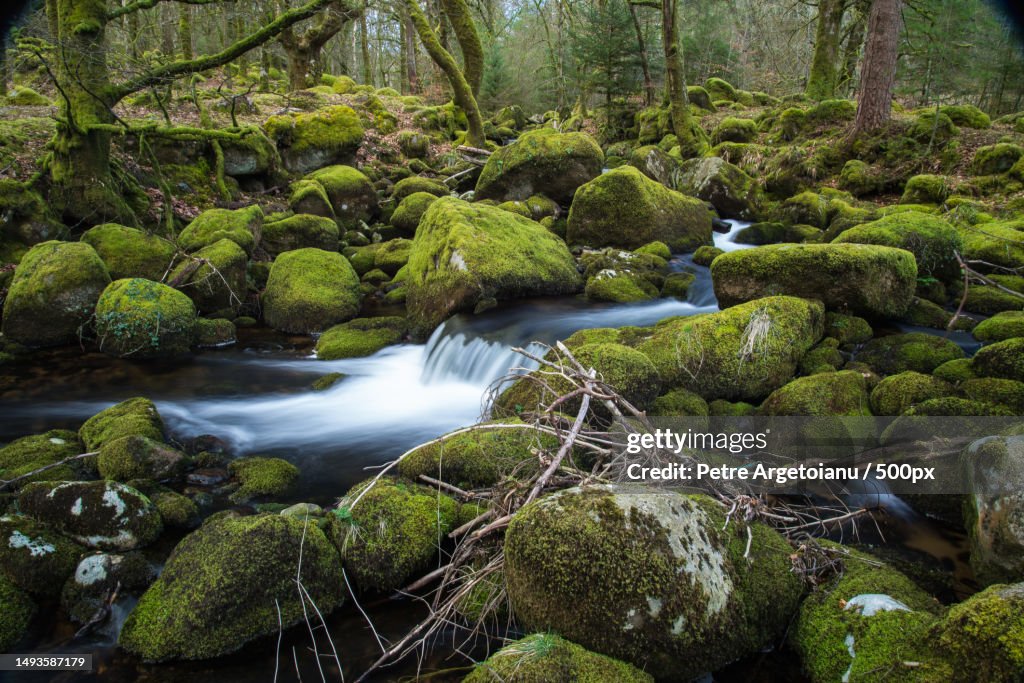 Wild stream in old woodland forest,Time lapse water motion