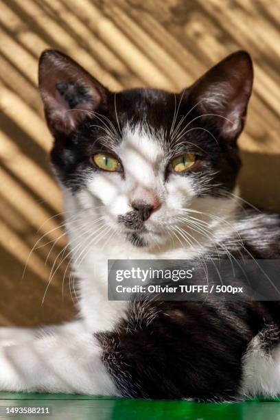 close-up portrait of cat,france - étagère stockfoto's en -beelden