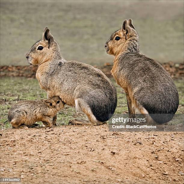 Mara And Rabbit 137 Mara Rodent Stock Photos, High-Res Pictures, and Images - Getty Images