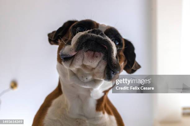 quirky dog expression with loopy lips: a hilarious low angle view of a boxer dog's big grin. - animals with big lips stock pictures, royalty-free photos & images