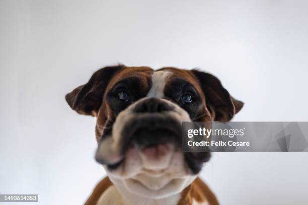 quirky dog expression with loopy lips: a hilarious low angle view of a boxer dog's big grin. - animals with big lips stock pictures, royalty-free photos & images