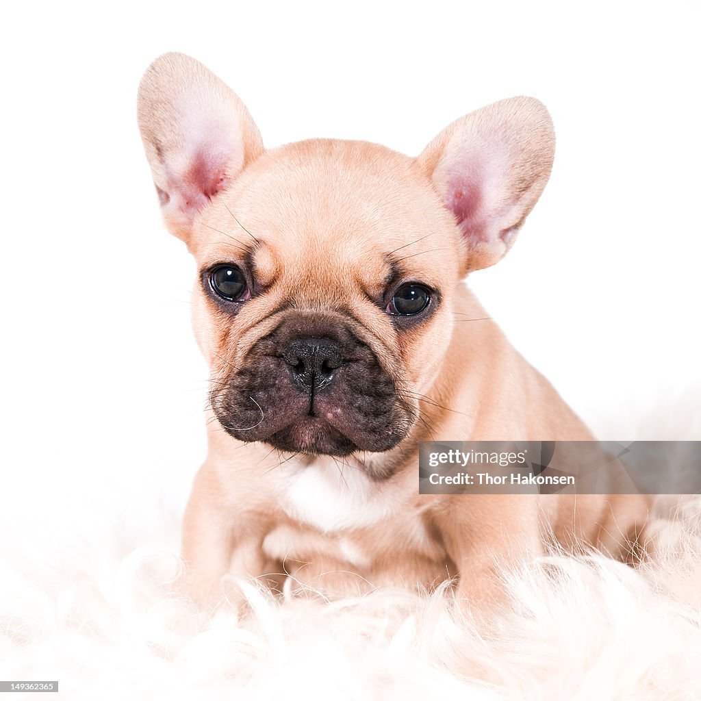 French bulldog