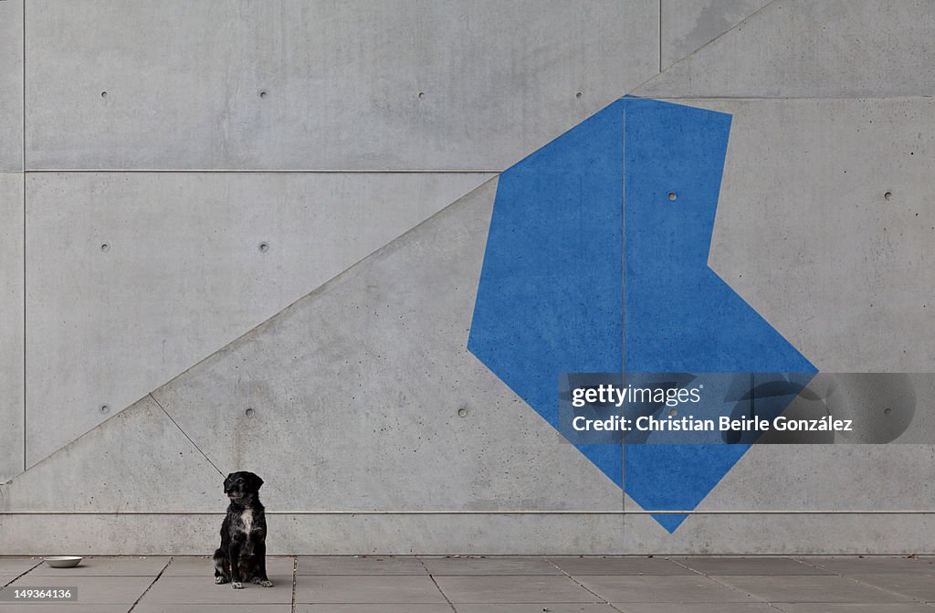 Black dog and blue shape