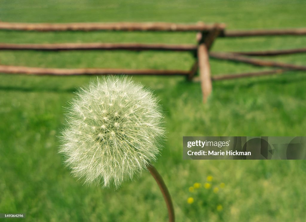 Close-up of a dandelion seeds with downy tufts in