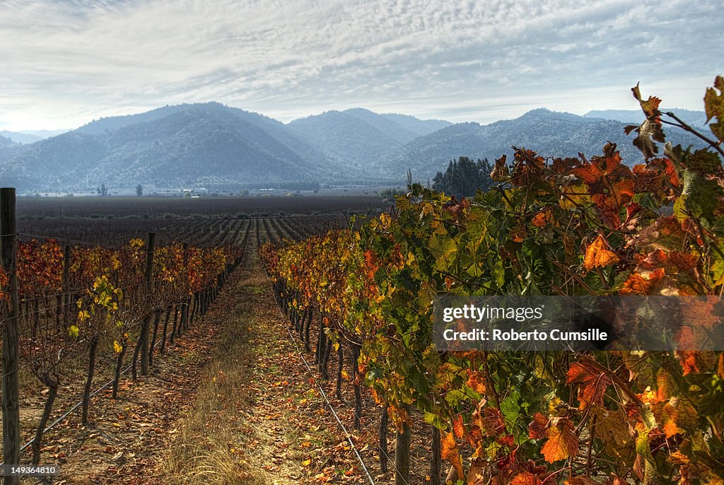 Fall Winery Vineyard In Fall High-Res Stock Photo - Getty Images