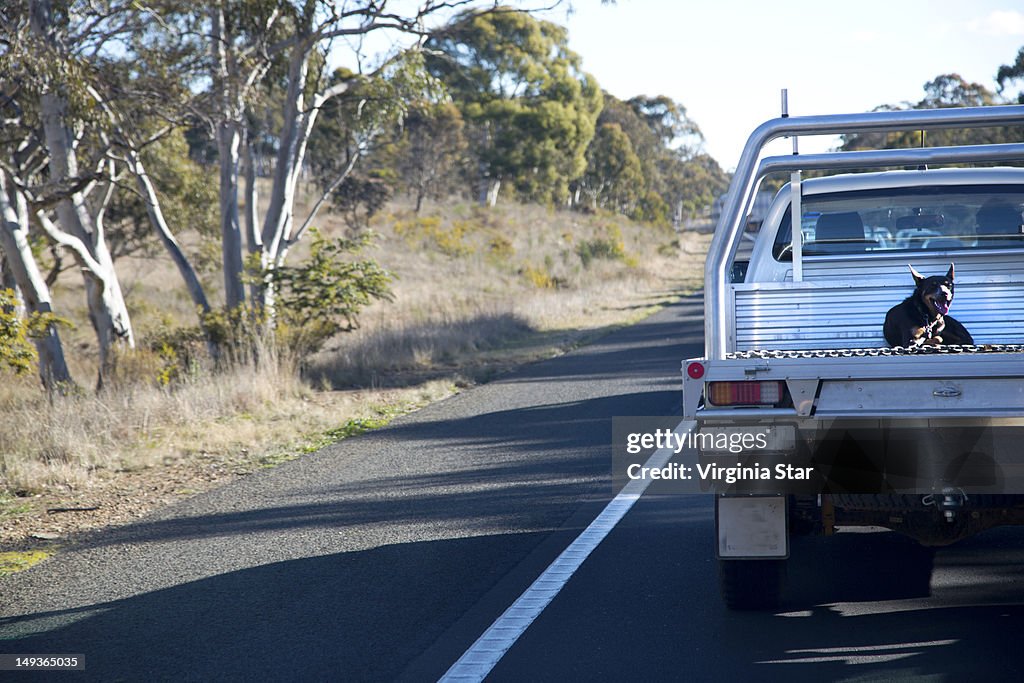 Dog sits on work ute in country Australia