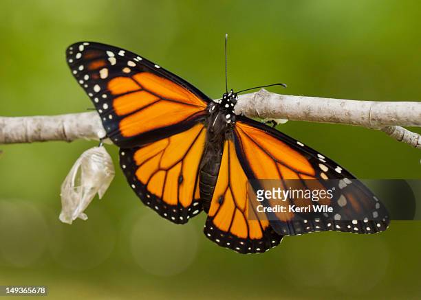 newly emerged monarch butterfly and its chrysalis - kokong bildbanksfoton och bilder