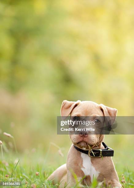 american pit bull terrier puppy lying in grass - american pit bull terrier stock pictures, royalty-free photos & images