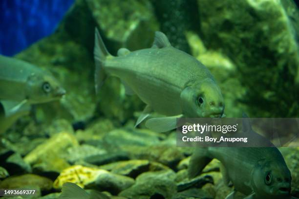 the omul fish. omul fish is a whitefish species of the salmon family endemic to lake baikal in siberia, russia. - lake whitefish stock pictures, royalty-free photos & images