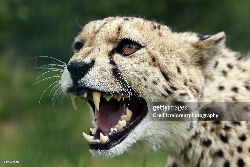 Snarling Cheetah