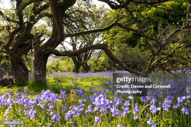 bluebells on dartmoor national park - bluebell stock pictures, royalty-free photos & images