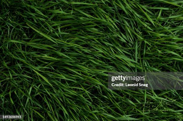 fresh green grass full frame - gramado-terra-cultivada - fotografias e filmes do acervo