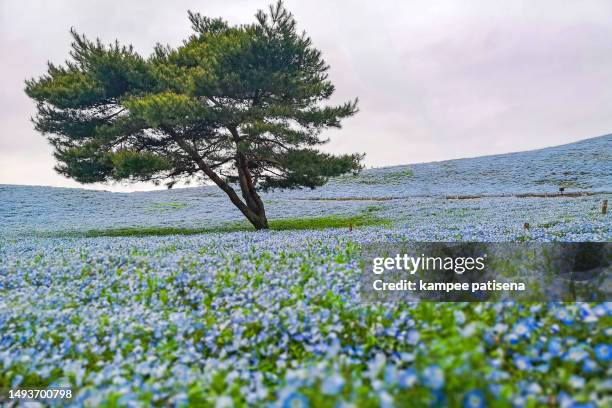 nemophila, flower field at ibaraki prefecture, japan. - ibaraki prefecture photos et images de collection