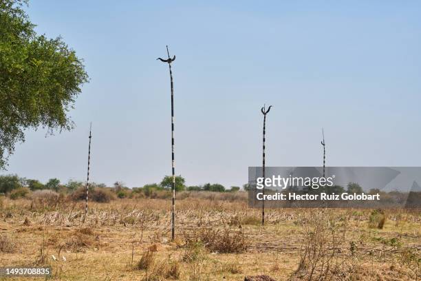 mundari totem, south sudan - african totem poles stock pictures, royalty-free photos & images