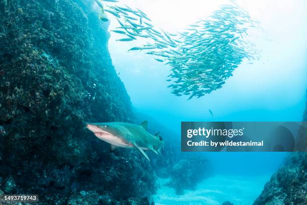 grey nurse shark and a large school of bait fish. - flipper stock pictures, royalty-free photos & images